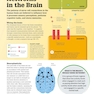 How the Brain Works: The Facts Visually Explained (How Things Work)2020