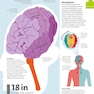 How the Brain Works: The Facts Visually Explained (How Things Work)2020