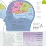 How the Brain Works: The Facts Visually Explained (How Things Work)2020