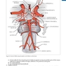 Handbook of Neurosurgery2020  9th Edition