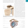 Palpation Techniques: Surface Anatomy for Physical Therapists2021
