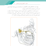 گام به گام با بی حسی موضعی در دندانپزشکی