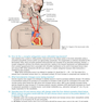 USMLE Step 1 Secrets in Color 5th Edición