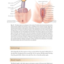 Female Cosmetic Genital Surgery: Concepts, classification and techniques 1st Edition 2017