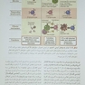 ایمونولوژی سلولی و مولکولی ابوالعباس 2022