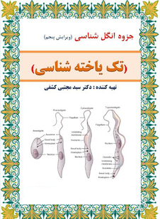 عکس جزوه انگل شناسی ( تک یاخته شناسی )