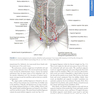 Williams Obstetrics 26th Edicion 2022