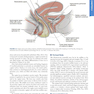 Williams Obstetrics 26th Edicion 2022