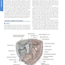 Williams Obstetrics 26th Edicion 2022