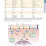 HARRISONS PRINCIPLES OF INTERNAL MEDICINE Part Immune_Mediated,Inflammatory,and Rheumatologic Disorders