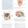 Core Procedures in Plastic Surgery 2nd Edition 2020