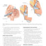 Core Procedures in Plastic Surgery 2nd Edition 2020