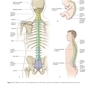 The Big Picture: Gross Anatomy, Medical Course & Step 1 Review, Second Edition