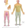 The Big Picture: Gross Anatomy, Medical Course & Step 1 Review, Second Edition