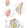 The Big Picture: Gross Anatomy, Medical Course & Step 1 Review, Second Edition