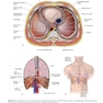 The Big Picture: Gross Anatomy, Medical Course & Step 1 Review, Second Edition