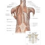 The Big Picture: Gross Anatomy, Medical Course & Step 1 Review, Second Edition