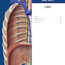 The Big Picture: Gross Anatomy, Medical Course & Step 1 Review, Second Edition