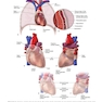 The Big Picture: Gross Anatomy, Medical Course & Step 1 Review, Second Edition