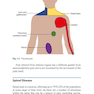 Rheumatology for Primary Care Providers : A Clinical Casebook