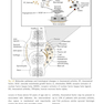 McRae’s Elective Orthopaedics 7th Edicion