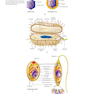 Ryan - Sherris Medical Microbiology, 8th Edicion 2022