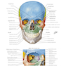 Netter Atlas of Human Anatomy: Classic Regional Approach: (Netter Basic Science) 8th Edition