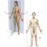 Netter Atlas of HUMAN ANATOMY 8e + Appendix (اپندکس - تحریر )
