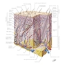 Netter Atlas of HUMAN ANATOMY 8e 2023 (گلاسه)