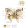 Netter Atlas of HUMAN ANATOMY 8e 2023 (گلاسه)