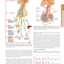 HARRISONS PRINCIPLES OF INTERNAL MEDICINE Part Endocrinology