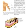 Surgical Oncology : A Practical and Comprehensive Approach 2016