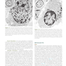 Williams Hematology: The Red Cell and Its Diseases