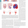 HARRISONS PRINCIPLES OF INTERNAL MEDICINE Part Disorders oF the cardiovascular System