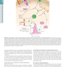 HARRISONS PRINCIPLES OF INTERNAL MEDICINE Part Disorders oF the cardiovascular System