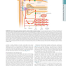 HARRISONS PRINCIPLES OF INTERNAL MEDICINE Part Disorders oF the cardiovascular System