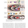 Cellular and Molecular Immunology 9th Edition 2018