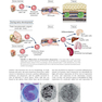 Cellular and Molecular Immunology 9th Edition 2018