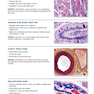 Atlas of Histology with Functional Correlations 2017