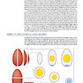 Atlas of Histology with Functional Correlations 2017