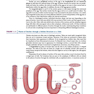 Atlas of Histology with Functional Correlations 2017