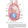 Atlas of Histology with Functional Correlations 2017