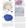 کتاب Basic Immunology: Functions and Disorders of the Immune System