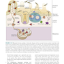 کتاب Basic Immunology: Functions and Disorders of the Immune System