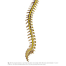 Physical Examination of the Spine 2nd Edicion