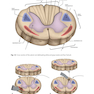 Physical Examination of the Spine 2nd Edicion