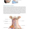 Physical Examination of the Spine 2nd Edicion