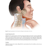 Physical Examination of the Spine 2nd Edicion