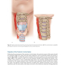 Physical Examination of the Spine 2nd Edicion