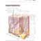 Skin Disease: Diagnosis and Treatment 4th Edition 2018
